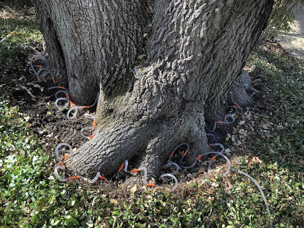 Detailed Tree Cabling and Bracing job site in West Sand Lake