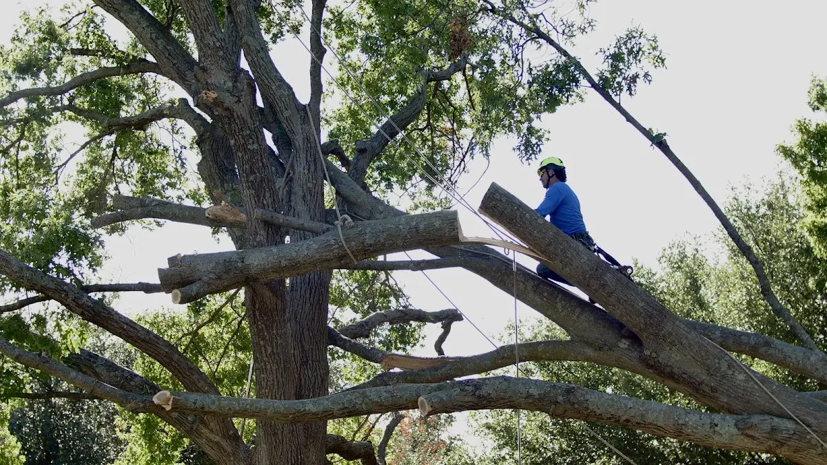 Professional Crown Thinning performed by certified arborists in West Sand Lake
