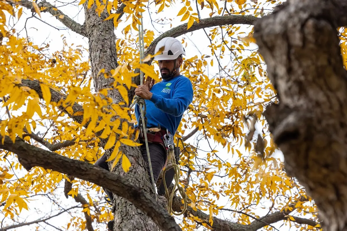 Skilled Tree Pruning crew working in West Sand Lake