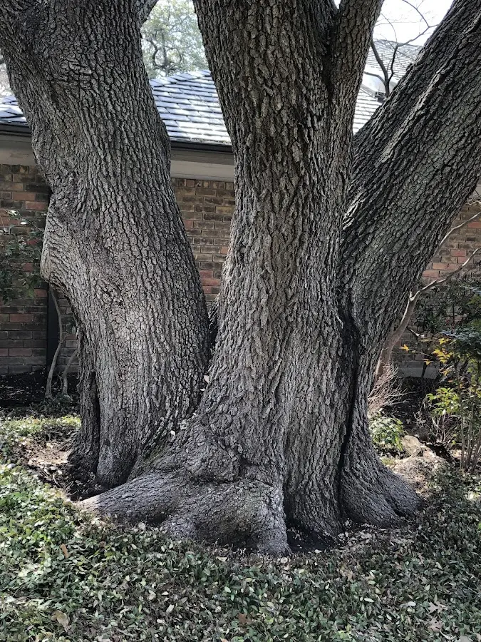 Mature heritage tree close to a West Sand Lake property cared for by certified arborists